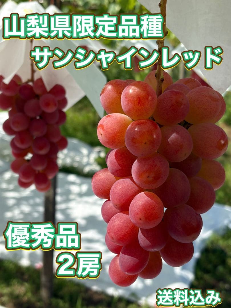 本日最終【山梨オリジナル新品種】農家直送サンシャインレッド2房1kg以上優秀品