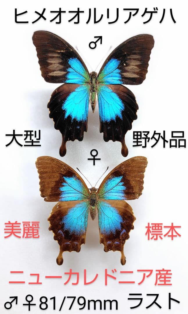 新春価格‼️ヒメオオルリアゲハ♂♀標本★ニューカレドニア産★野外品大型美麗