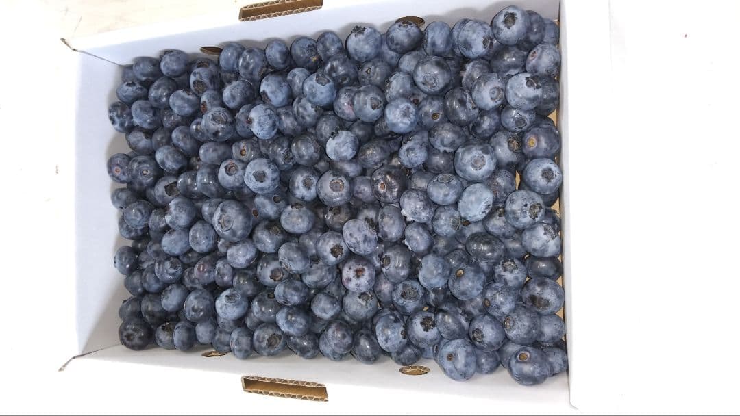 [norianzブルーベリー]☀[外の方の購入禁止]