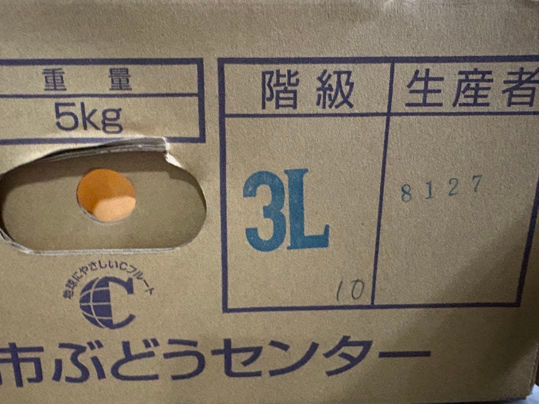 長野県産　シャインマスカット　10房セット　5kg