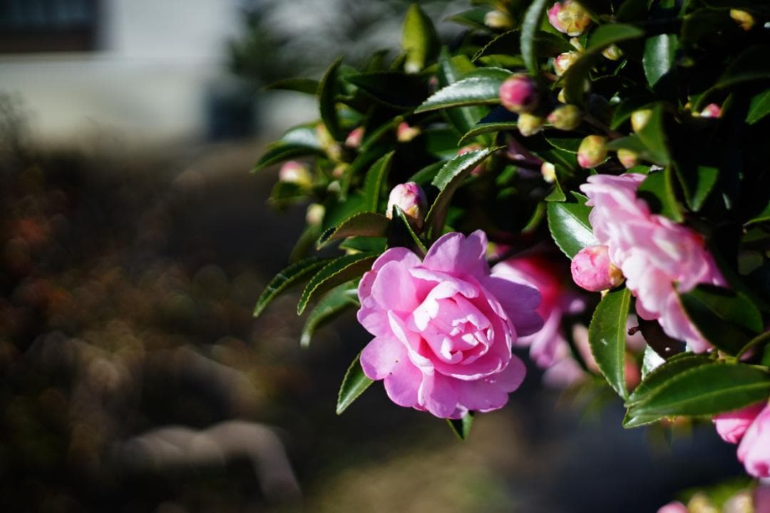 【美品】 リコー RICOH XR RIKENON 50mm F2 初期型