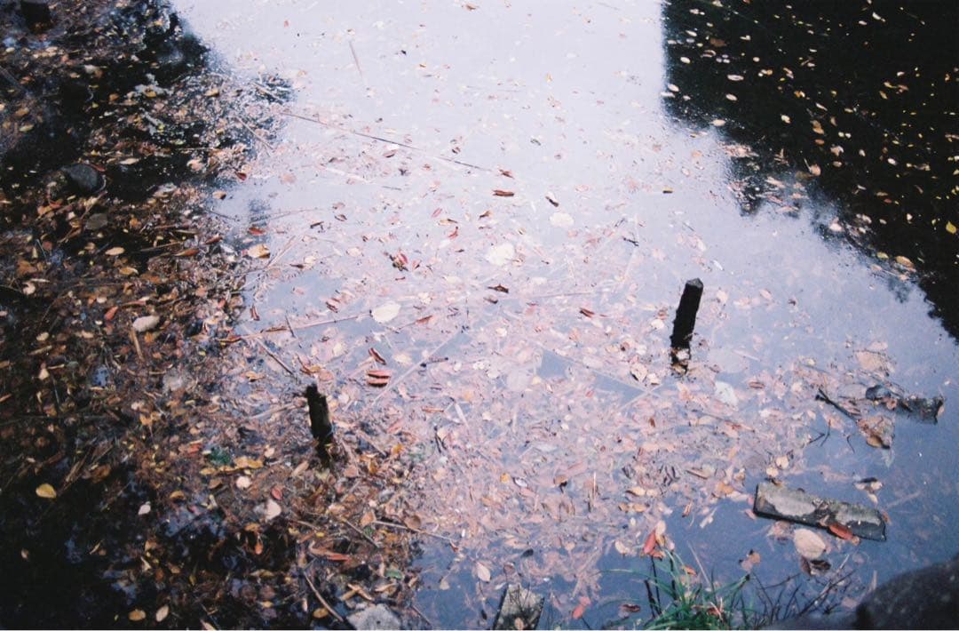 Nikon F5 一眼レフカメラ(作例あり)