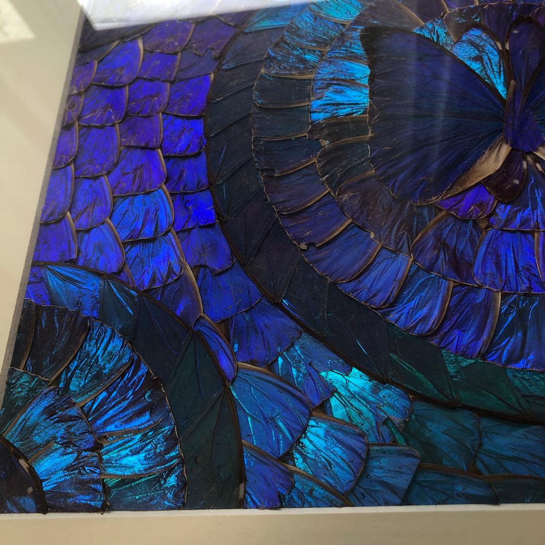 希少　モルフォ蝶 飾り額 標本　コレクション　アクセサリー素材