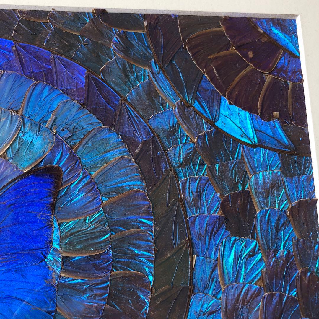 希少　モルフォ蝶 飾り額 標本　コレクション　アクセサリー素材