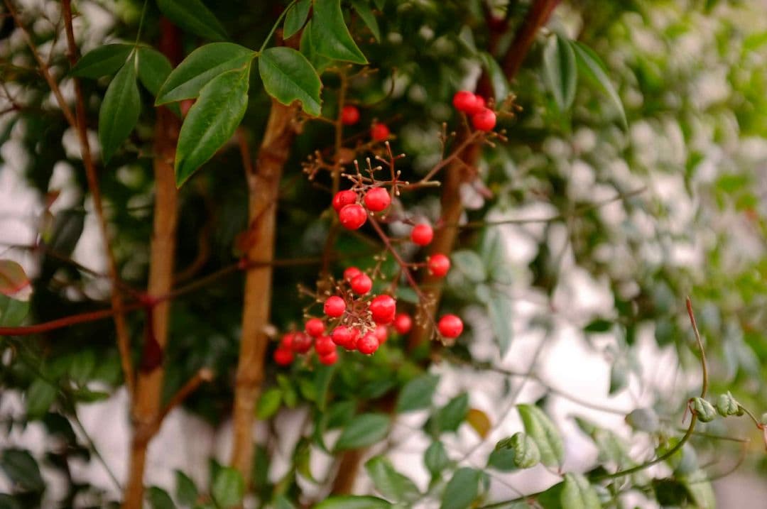 Fujifilm FUJI X100 23mm f/2レンズ