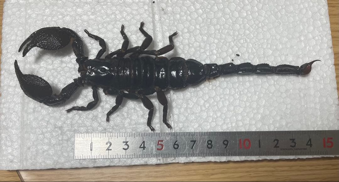 ダイオウサソリ　標本　大型　最終値下げ