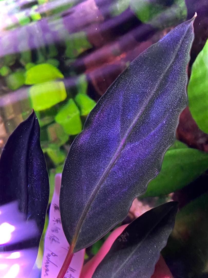 【限定1株】 ブセファランドラ sp, モトレイアーナ 極紫個体 水上葉