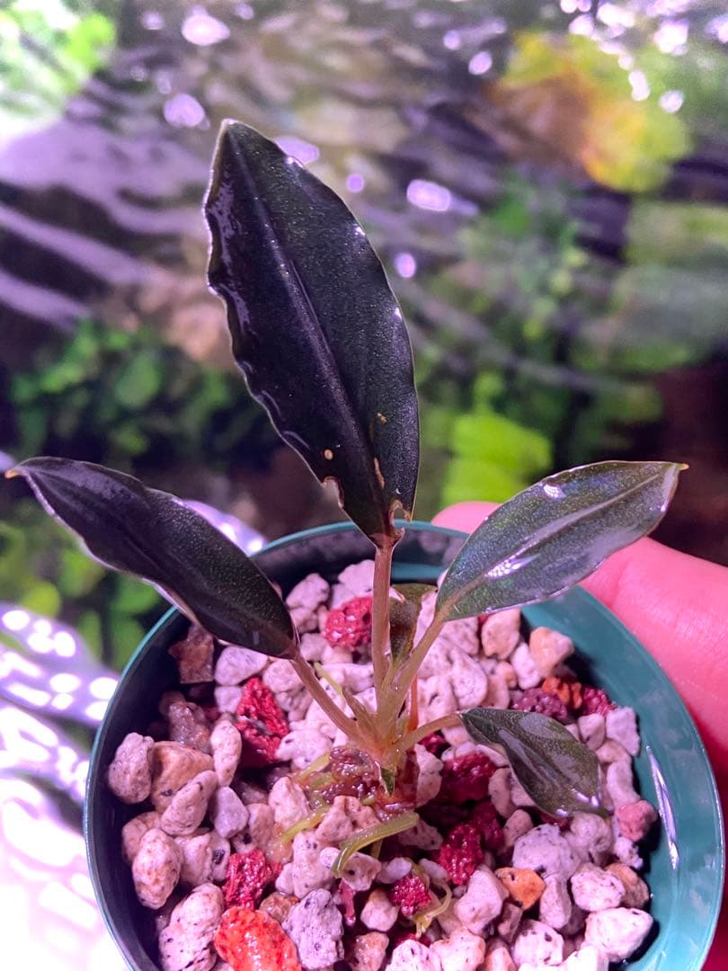 【限定1株】 ブセファランドラ sp, モトレイアーナ 極紫個体 水上葉