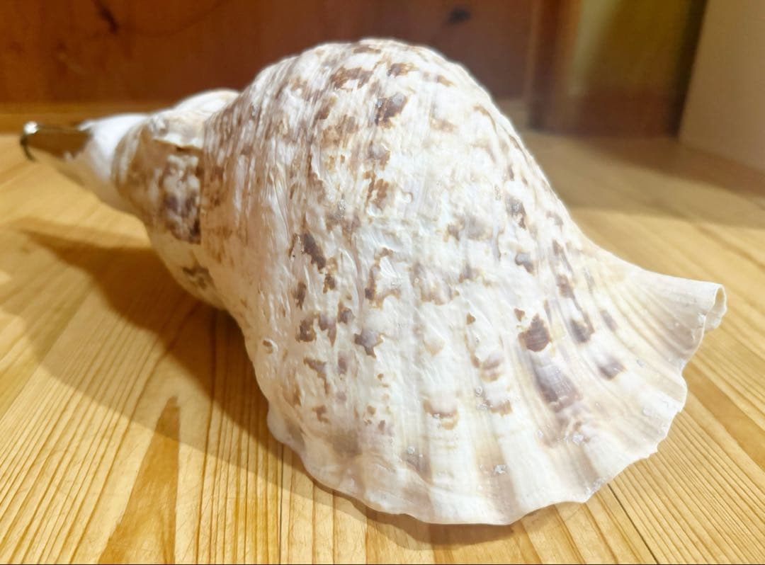 ☀︎Gracias☀︎です 大型修験道法螺貝39.5㎝　山伏　密教　魔除け