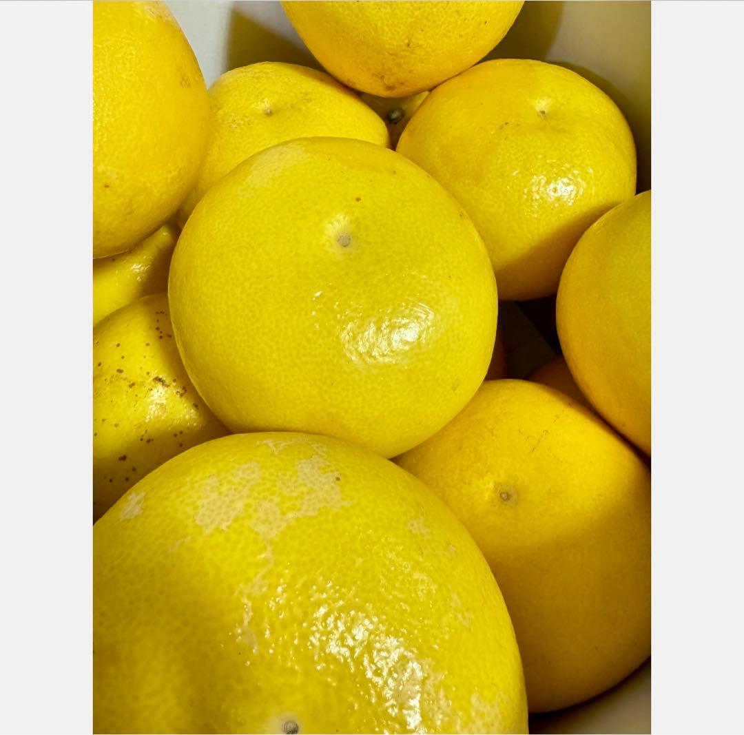 ⑦高知特産 露地栽培 土佐文旦 4L限定 文旦 約20kg 大玉 サイズ