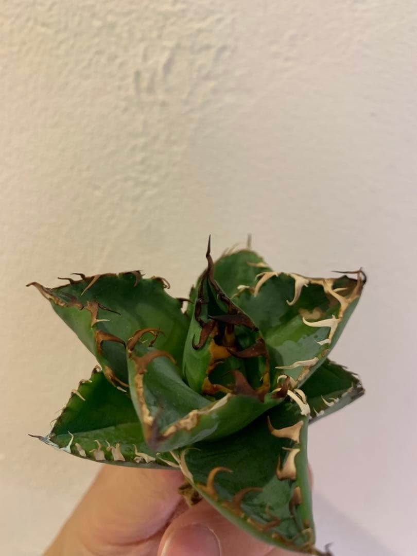 【goodtaniku】GTオアハカ実生＋2x「おまけ実生2点付き」