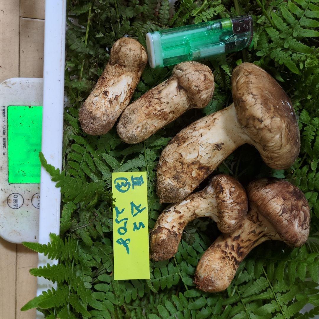 和歌山松茸　新鮮朝市　込み込み　250㌘