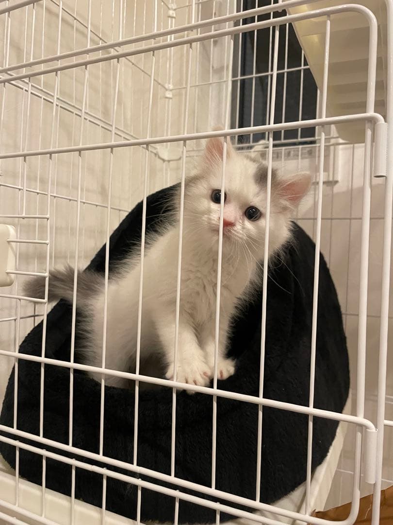 【ちゃる】キャットケージ ホワイト3段 トイレ付き タンスのゲン