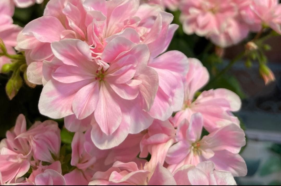 専用リンク　蕾付き　日本初ゼラニウム　希少品種ゼラニウム