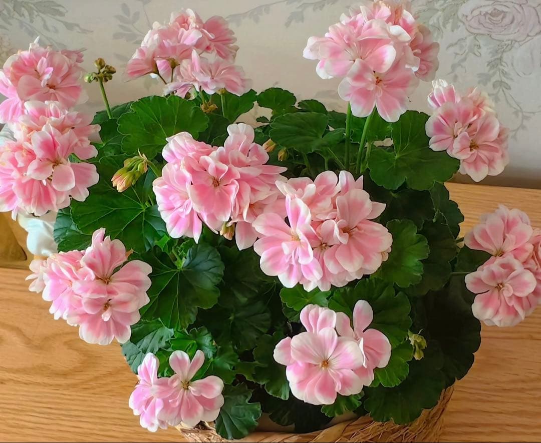 専用リンク　蕾付き　日本初ゼラニウム　希少品種ゼラニウム