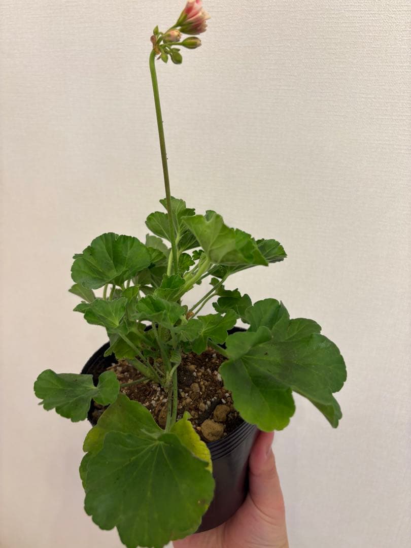 専用リンク　蕾付き　日本初ゼラニウム　希少品種ゼラニウム