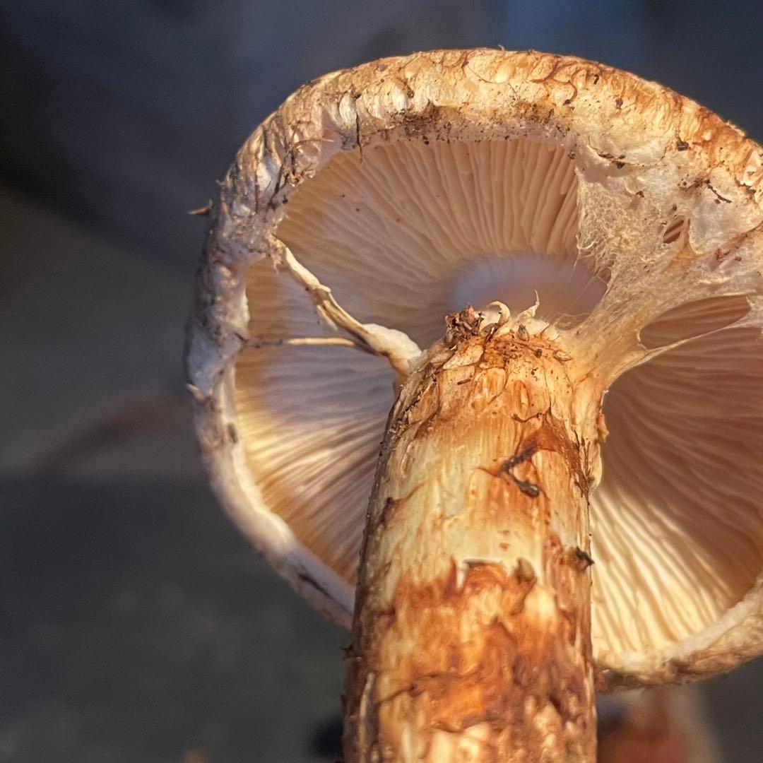 岩手県産松茸　300g 収穫　検品済み　虫喰い無し