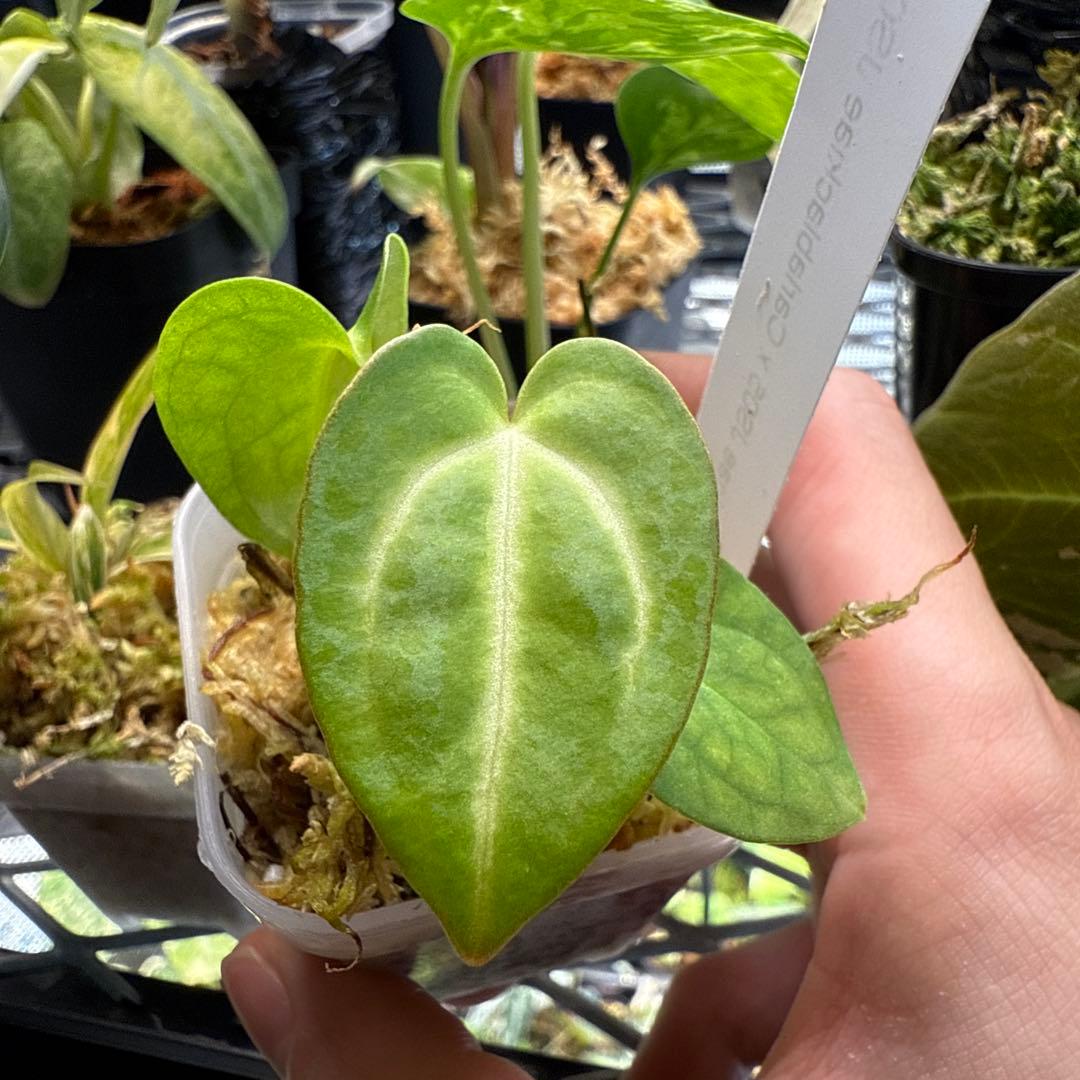 アンスリウム Carlablackiae JS05 & JS07