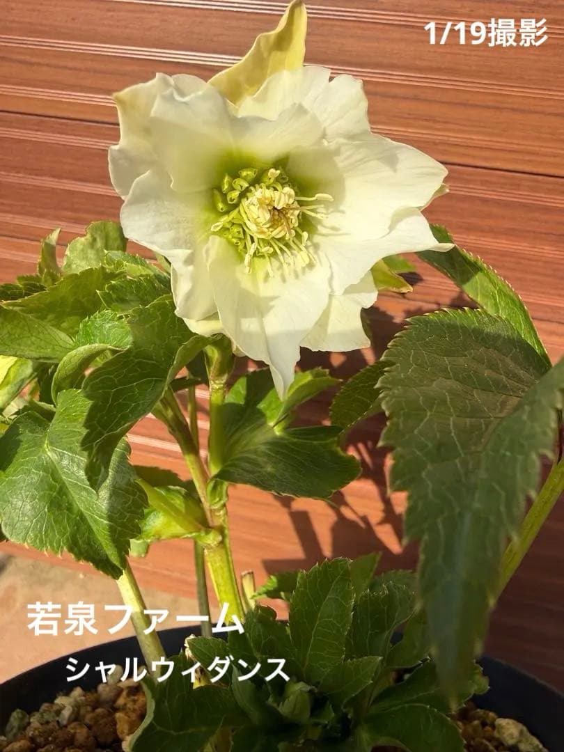 【未株分】若泉ファーム クリスマスローズ シャルウィダンス