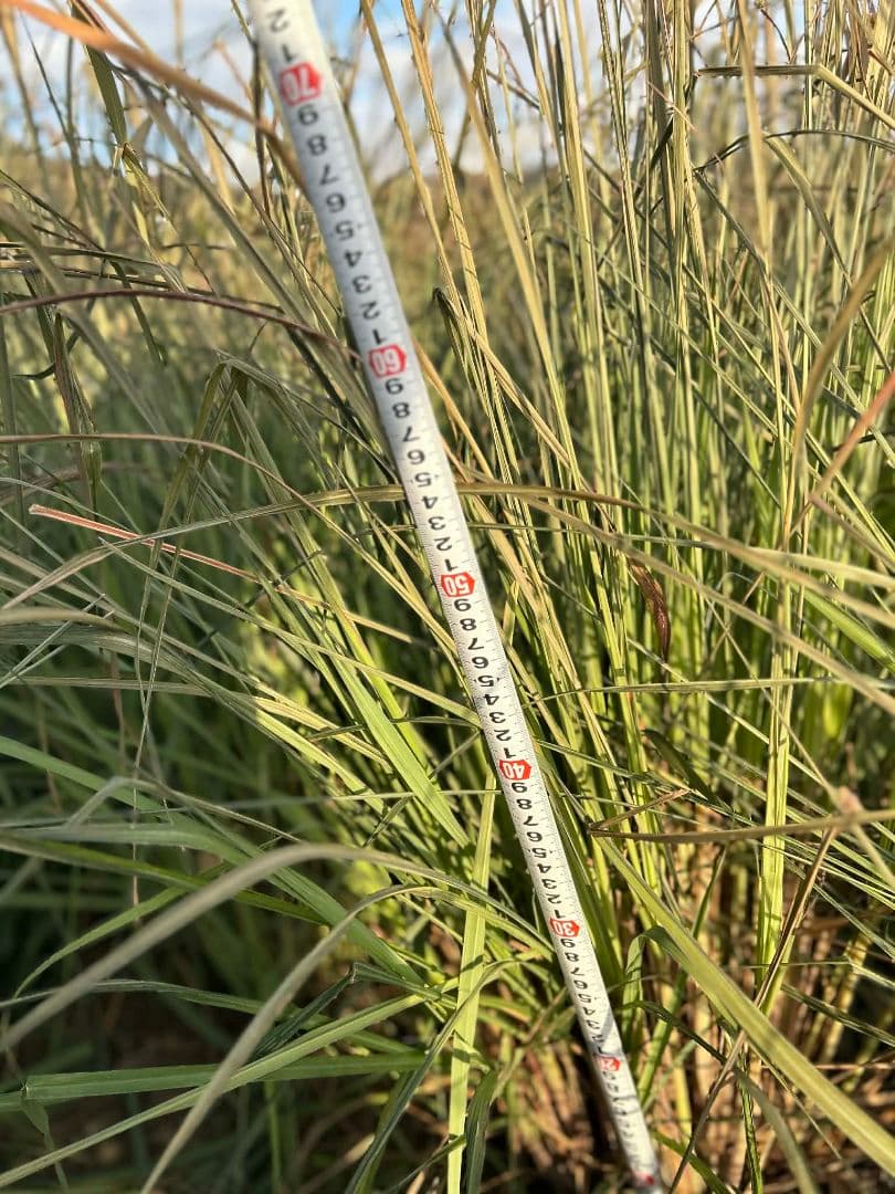 （100）完全無農薬レモングラスの葉 10キログラムです。