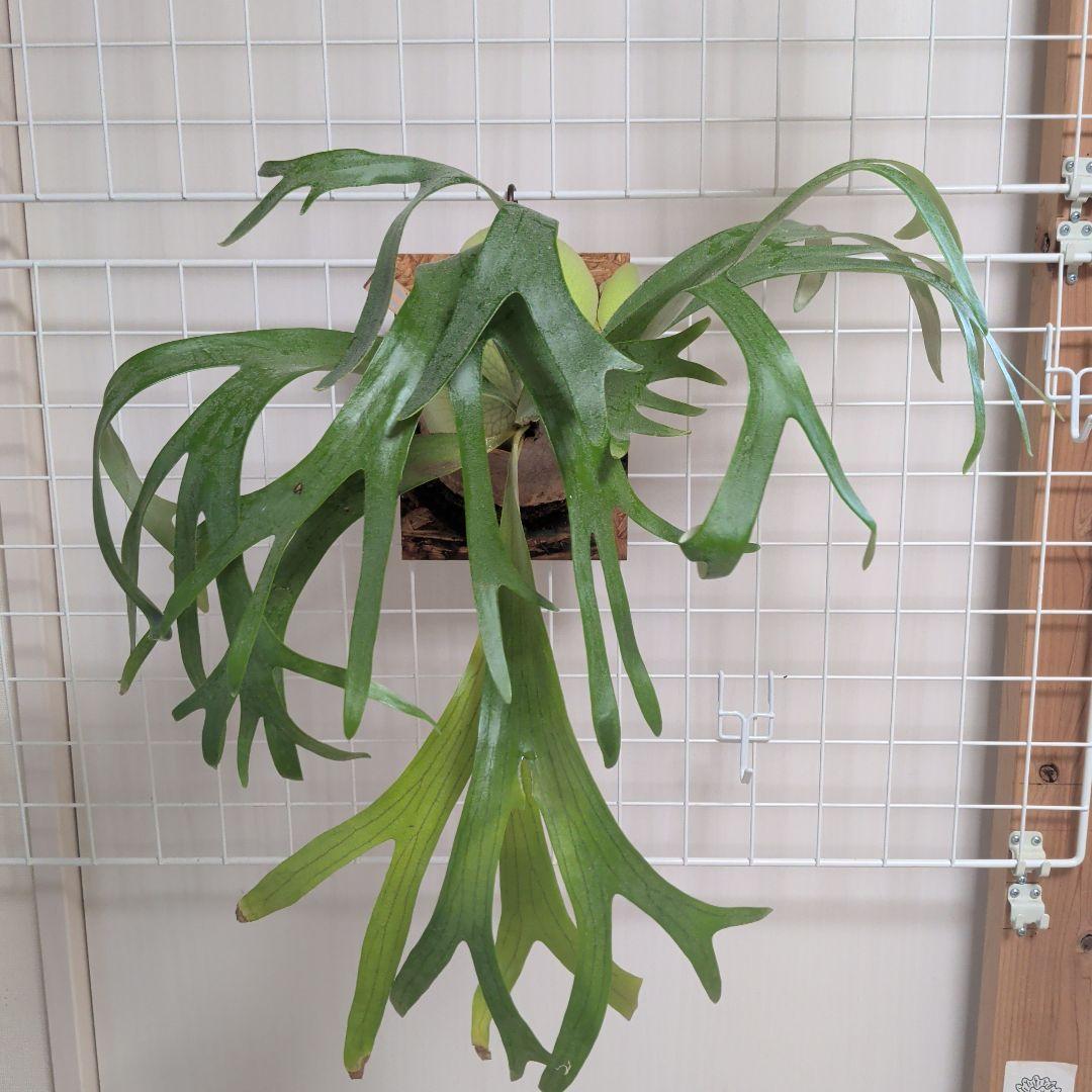 雪月花様　2株セット