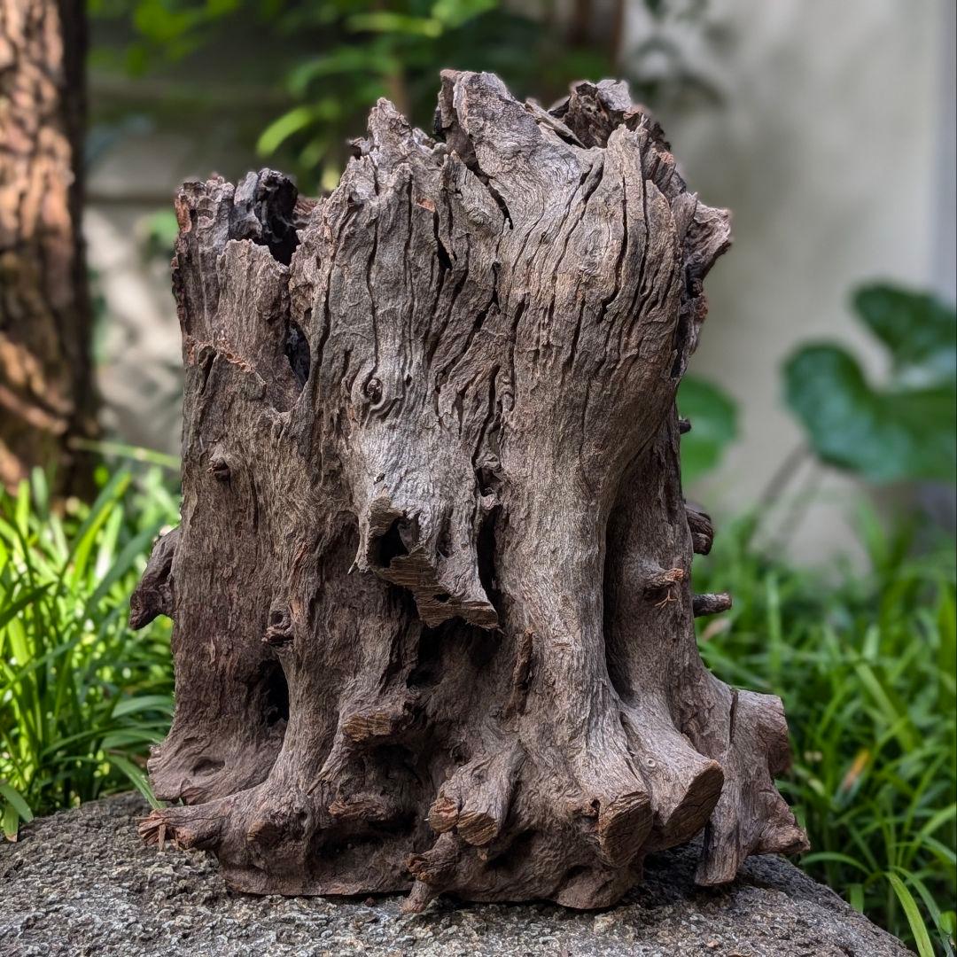 プレミアムスタンプウッド【PSW002】流木 アク抜き処理 アクアリウム