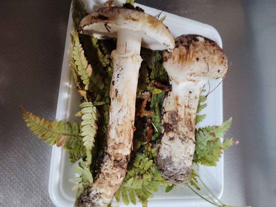 岩手県産松茸　200グラム　国産松茸