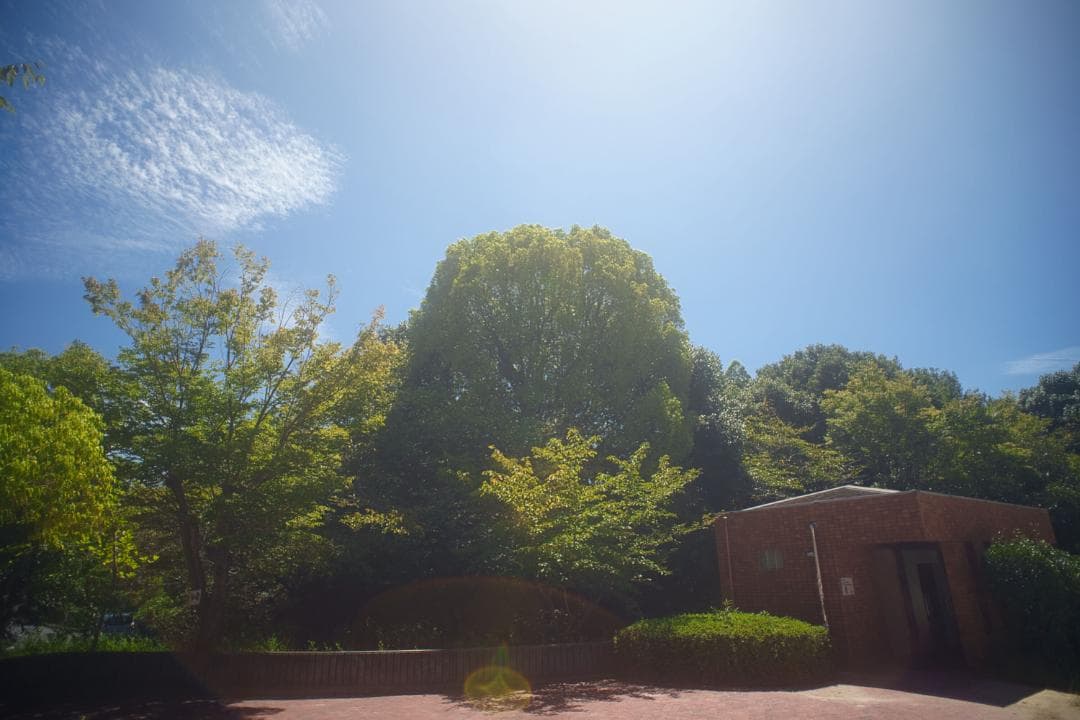 【レア】作例有 SIC Nikon Nikkor Ai-s 20mm F2.8