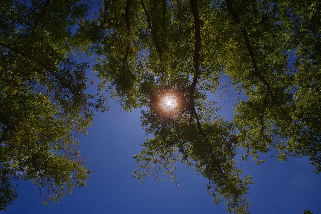 【レア】作例有 SIC Nikon Nikkor Ai-s 20mm F2.8