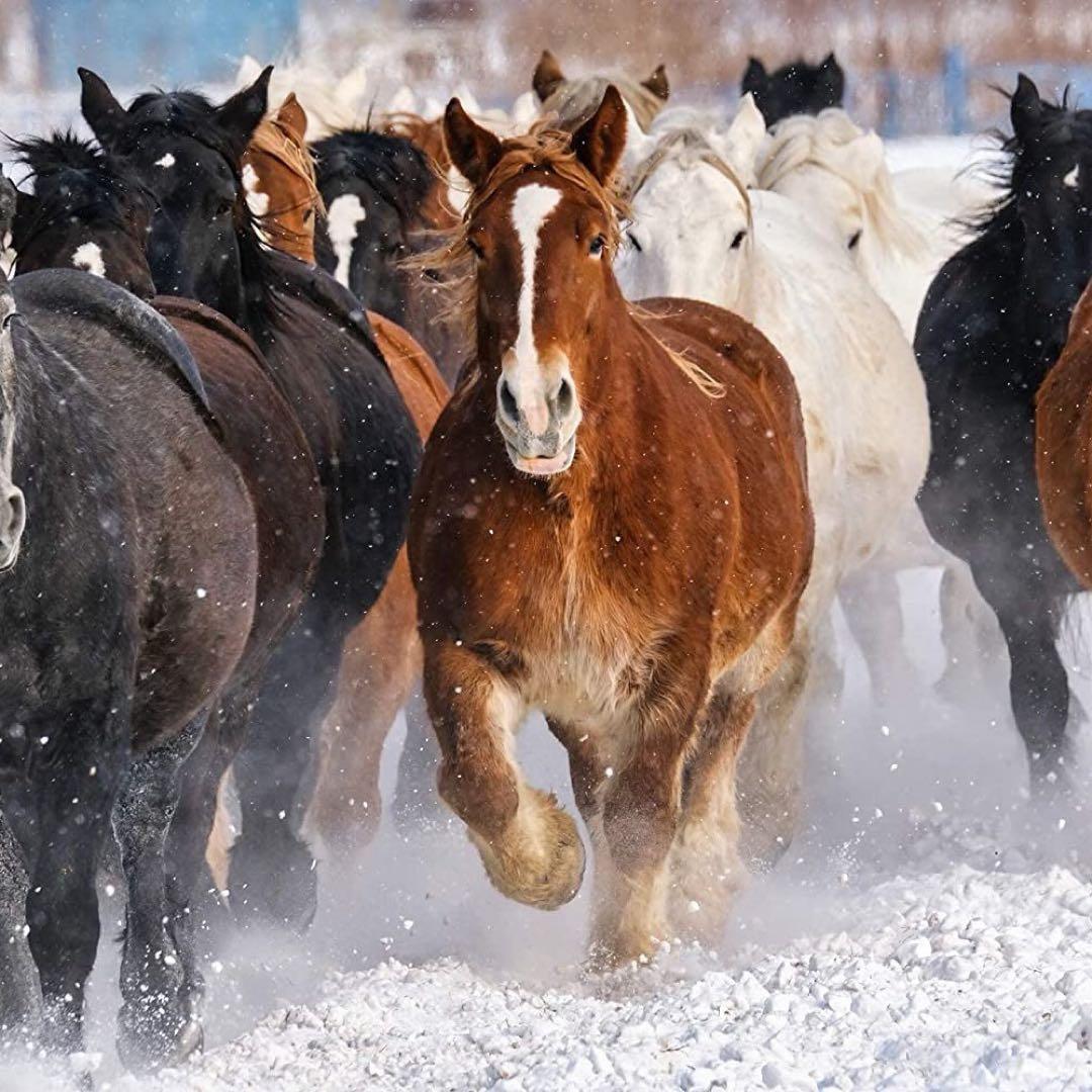 【 10個セット 】 北海道 日高 純馬油 プレミアムゴールド 120ml