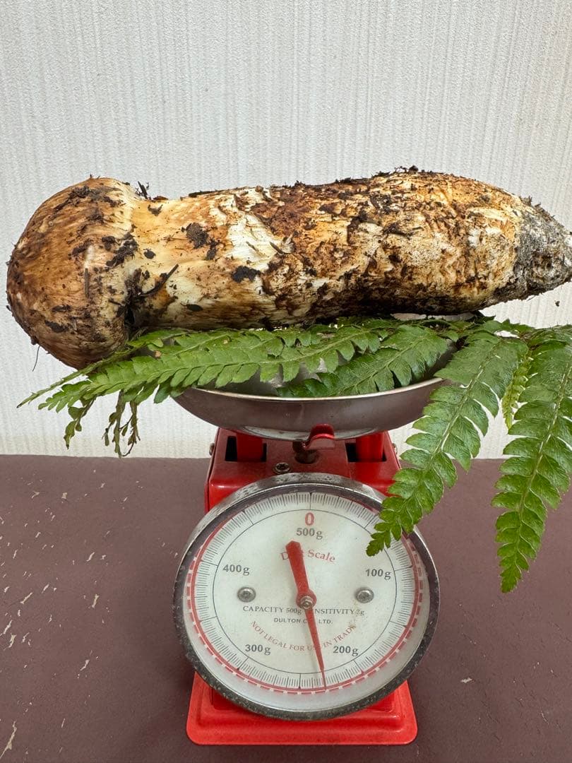 10月29日朝どれ能登産‼️ 新鮮 マツタケ 約240g 土付き