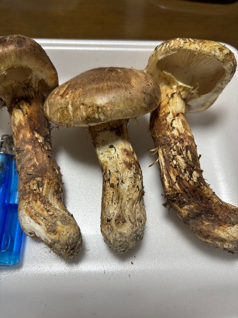 香川県産　獲れたて松茸1 3本157グラム　国産　天然物