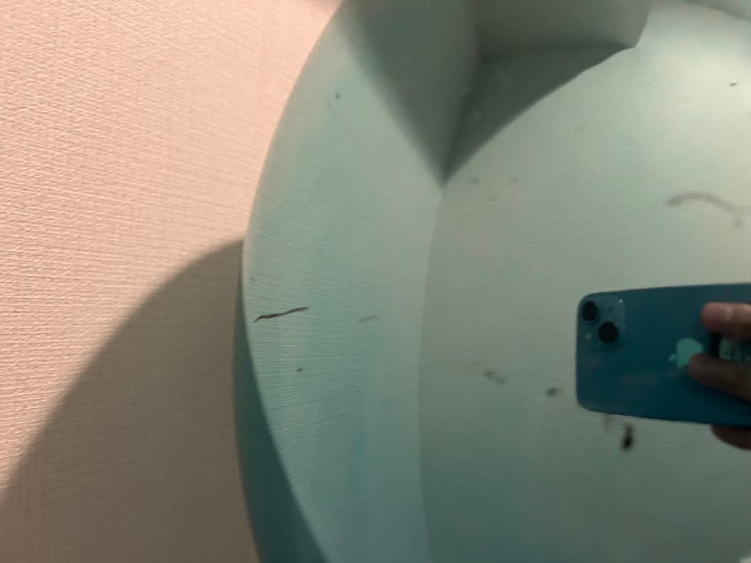 エンジェルエッグシャンパン　ブルー未開栓