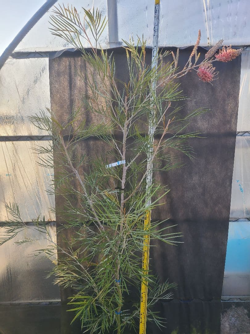 【花芽付き・大株】グレビレア ピンクサプライズ 7号鉢 高さ約200cm 希少