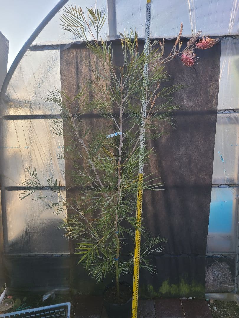 【花芽付き・大株】グレビレア ピンクサプライズ 7号鉢 高さ約200cm 希少