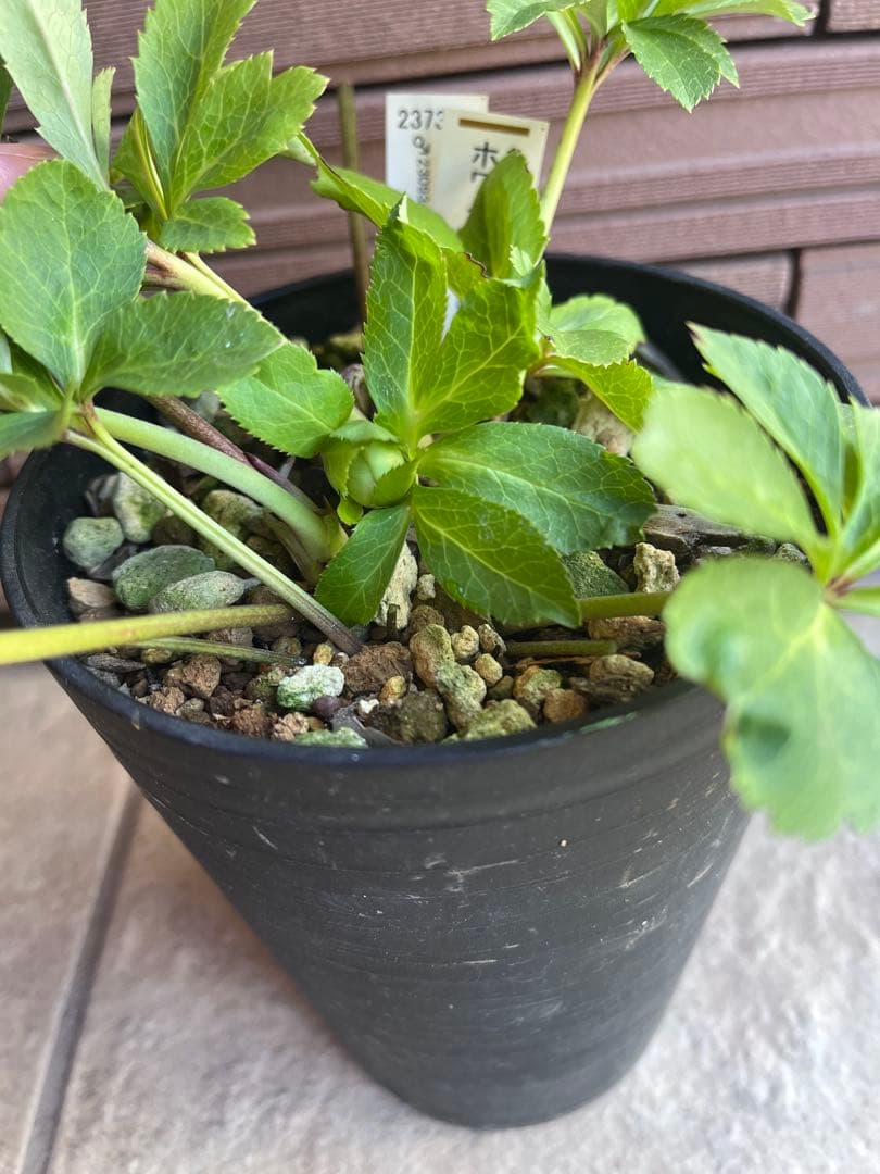 加藤農園クリスマスローズ ホワイトフローディーテ