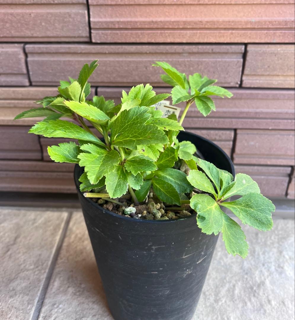 加藤農園クリスマスローズ ホワイトフローディーテ