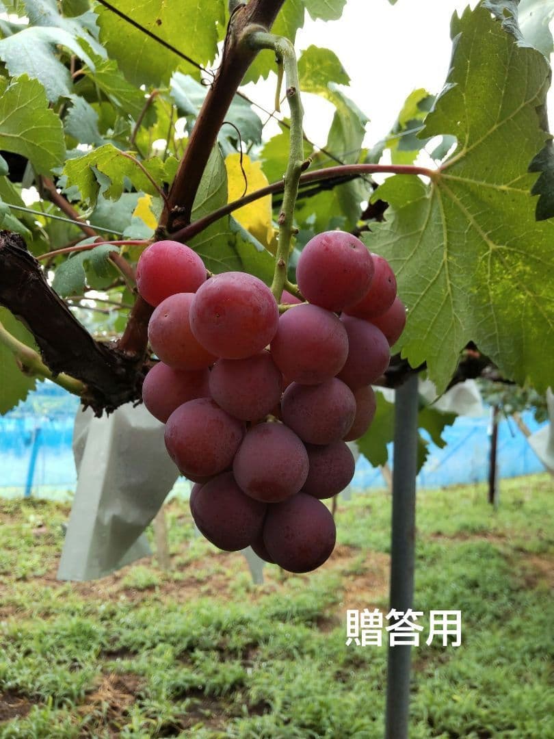 【長野県産】クイーンニーナ4kg