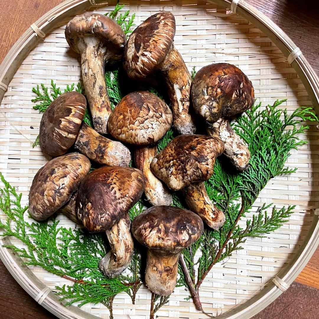 国産　松茸　山梨県産　500gセット