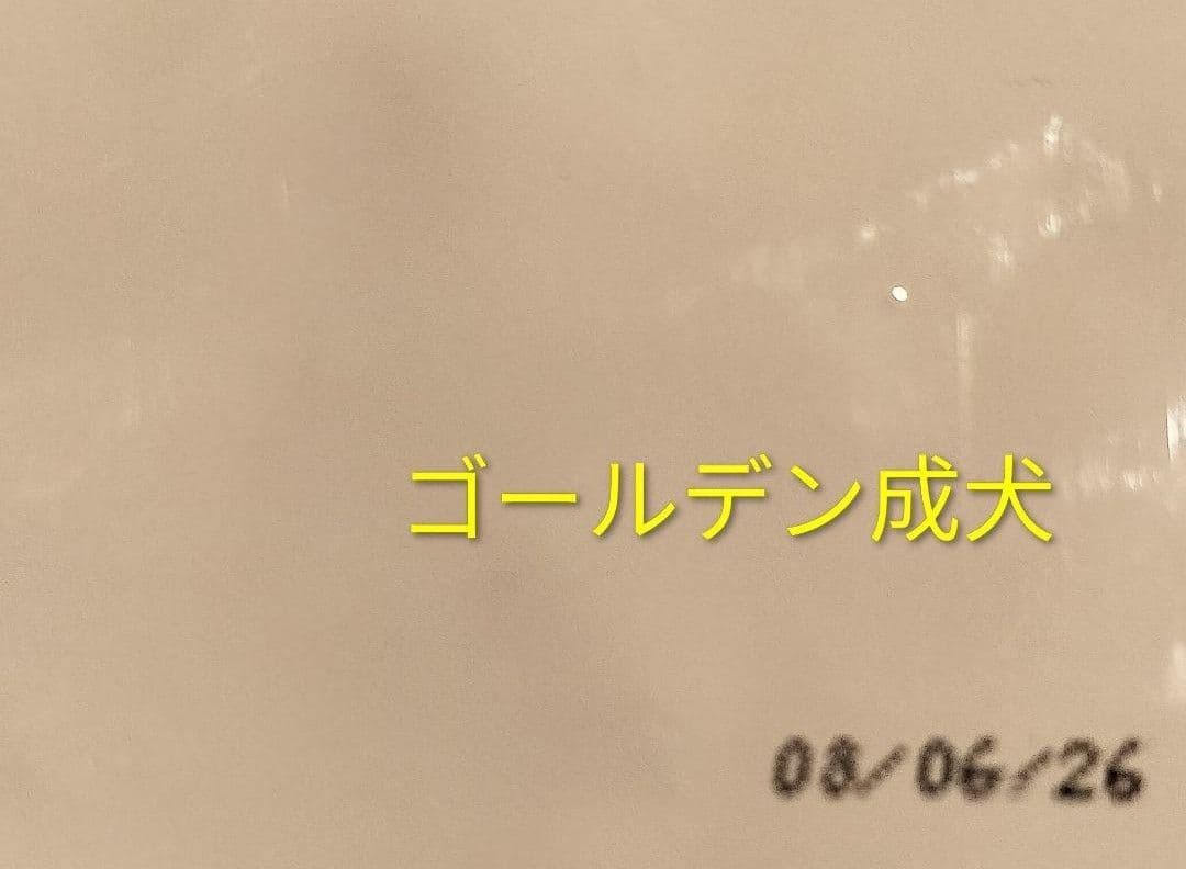 ロイヤルカナン　ゴールデンレトリバー　12キロ×二袋
