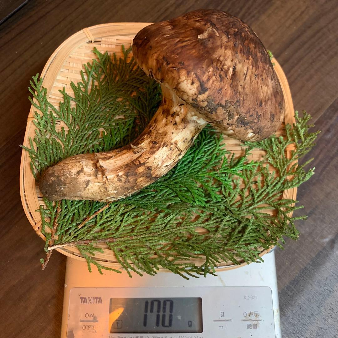 ⑥秀品【岩手県産天然松茸】収穫最終　国産つぼみ開き採れたて型良　極太松茸170g