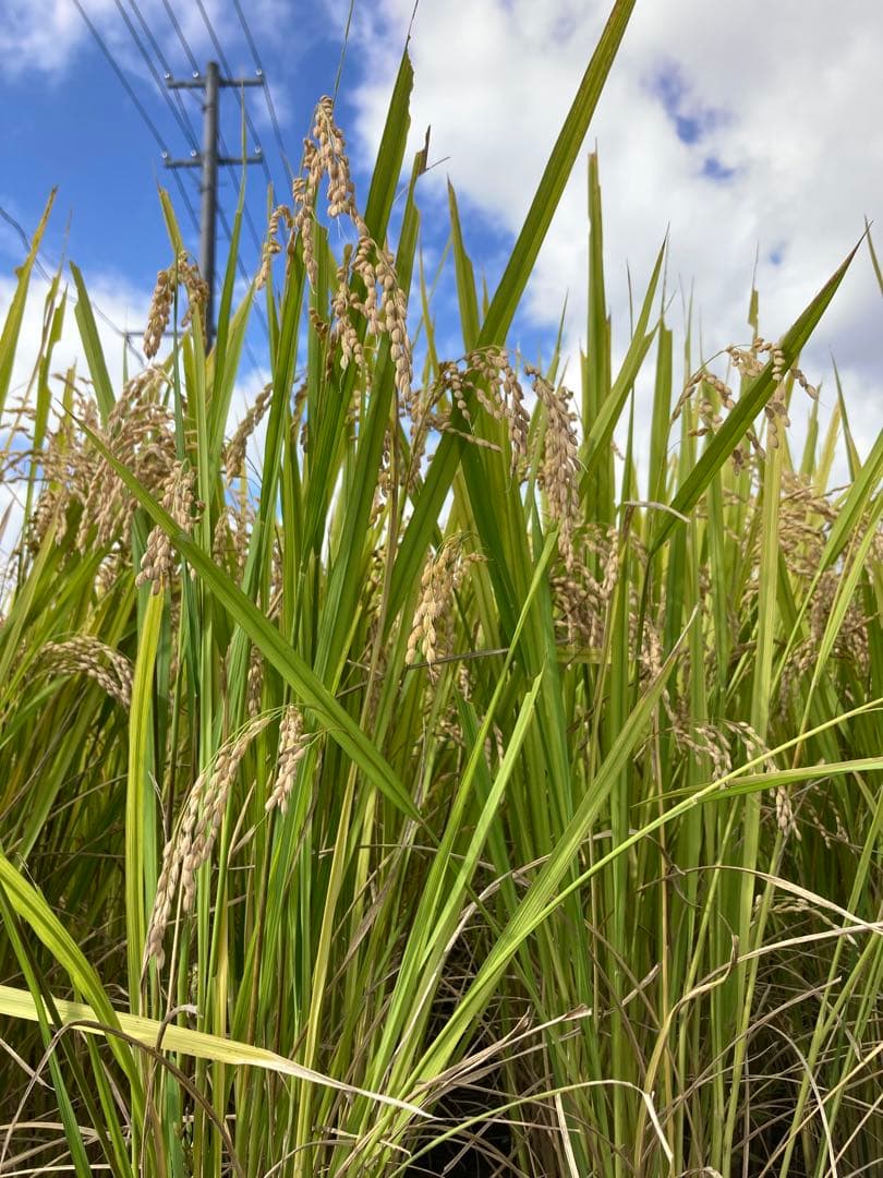 福島県産「天のつぶ」令和7年産新米 10kg 天日干し（棒掛け）