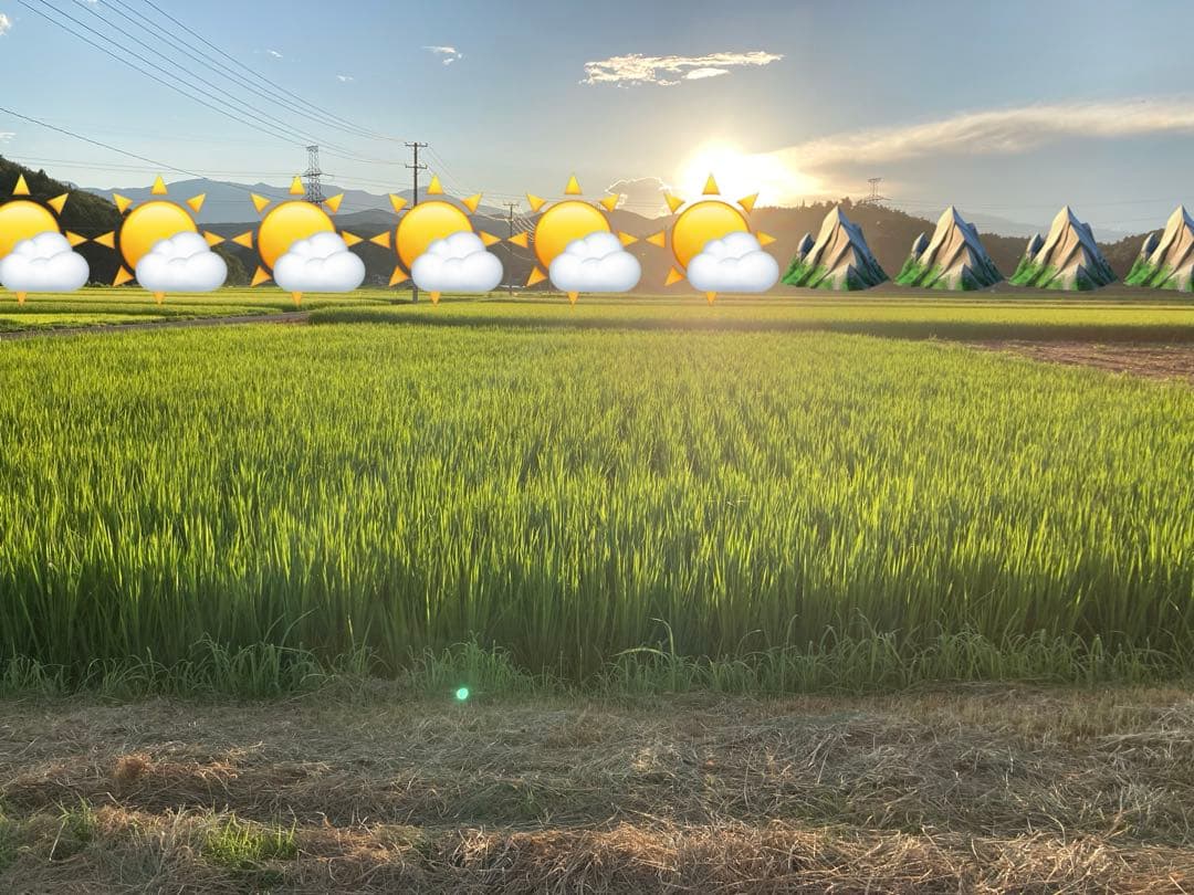 福島県産「天のつぶ」令和7年産新米 10kg 天日干し（棒掛け）