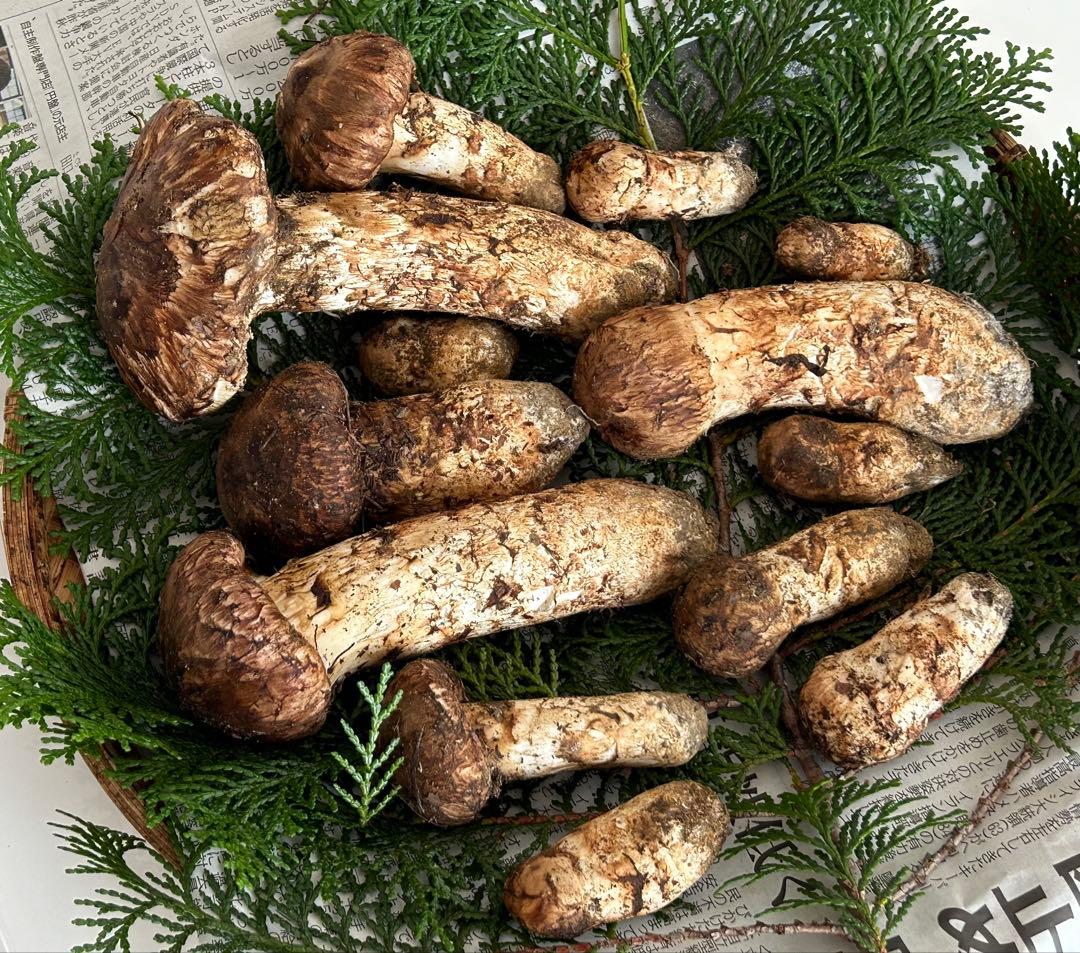 ☆信州産松茸☆特に大きな最高級冷凍松茸360グラム☆国産松茸☆③☆