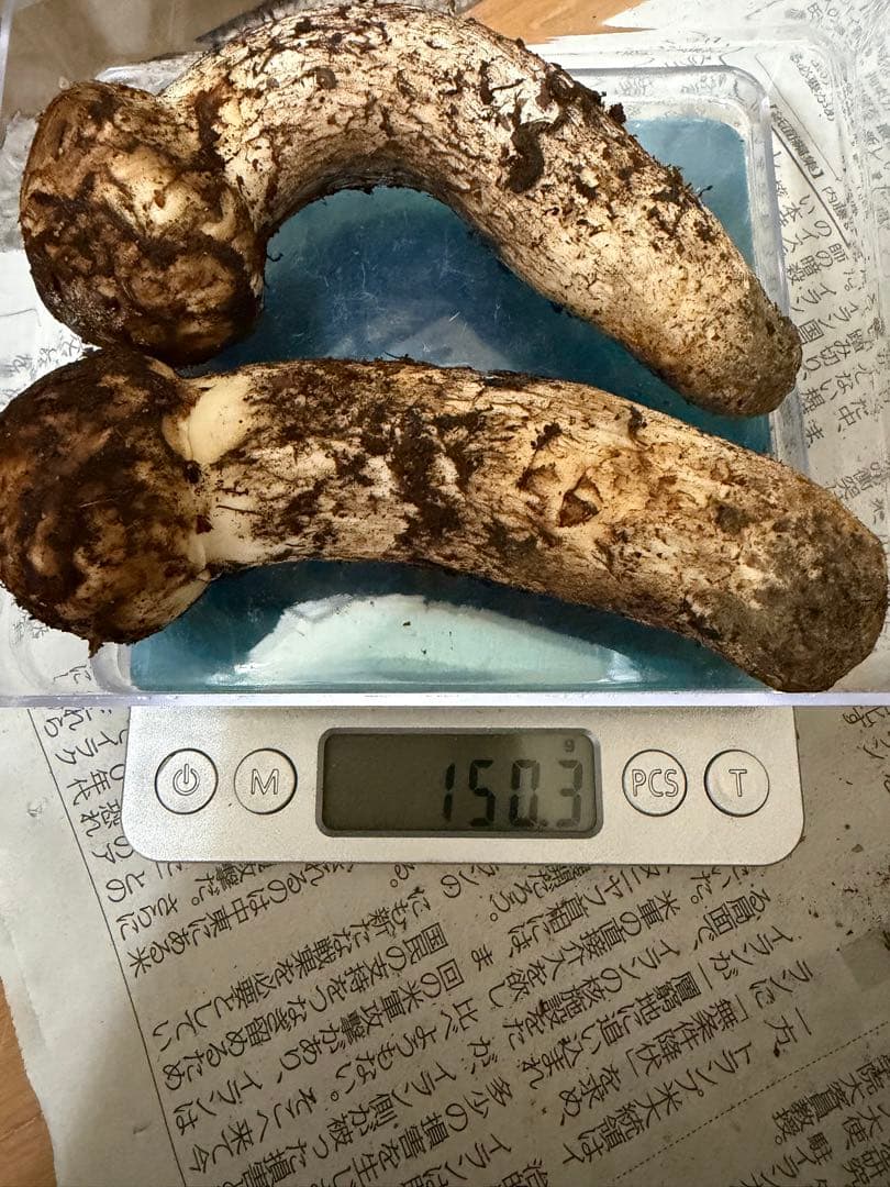 国産松茸　　150g 徳島県産