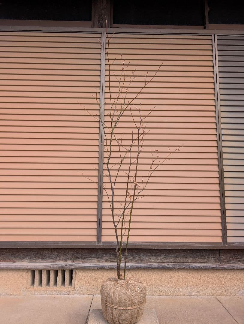 クロモジ　株立　①