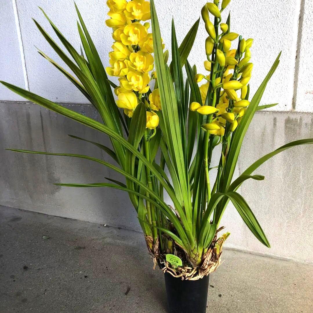 クリスマスローズ 月と太陽、まさこ