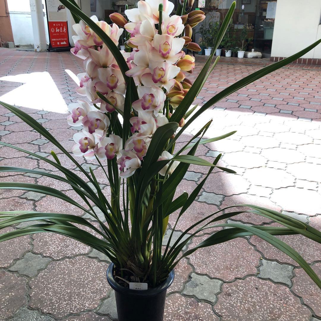 クリスマスローズ 月と太陽、まさこ