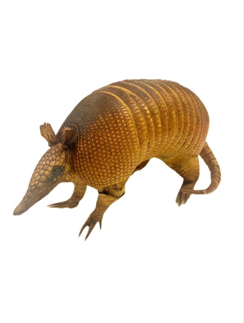 希少！　アルマジロ　剥製　　希少動物　珍品