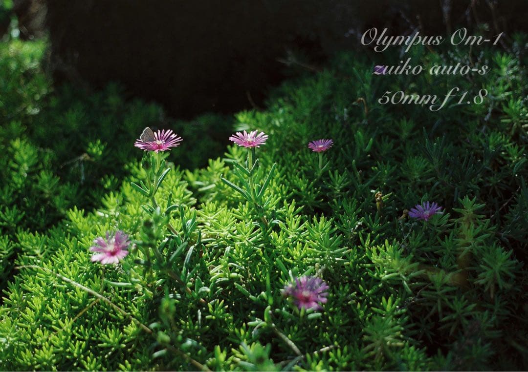 ★超美品＊完動品★OLYMPUS OM-1★初期保証★作例多数！